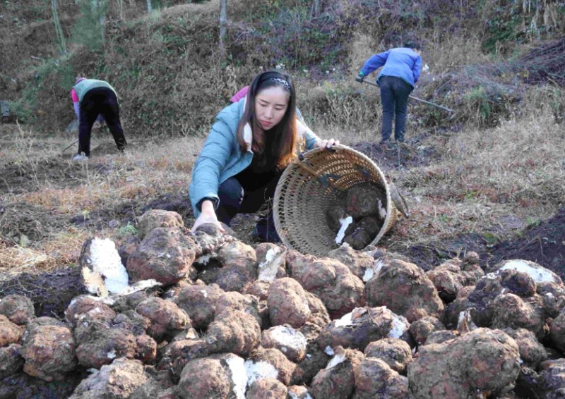 旺苍人才市场：求职与招聘的新平台
