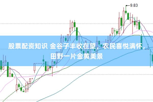 股票配资知识 金谷子丰收在望，农民喜悦满怀，田野一片金黄美景